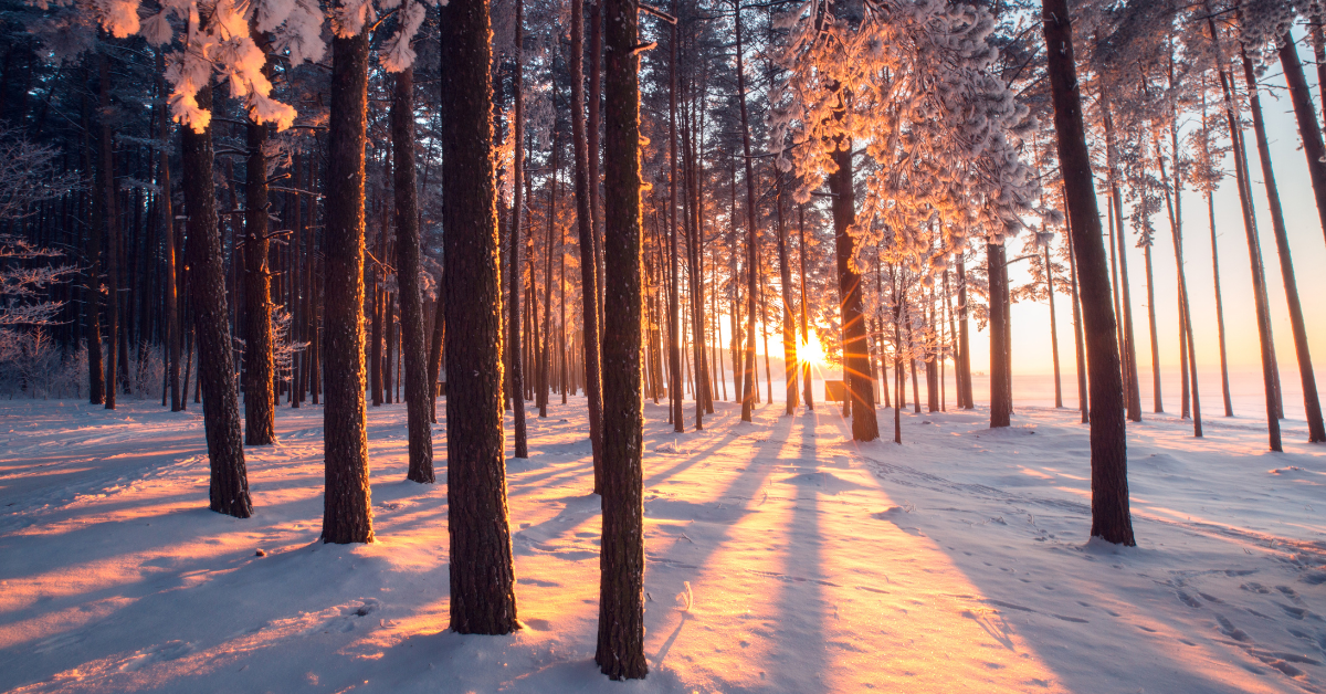 Winterproof boiler services